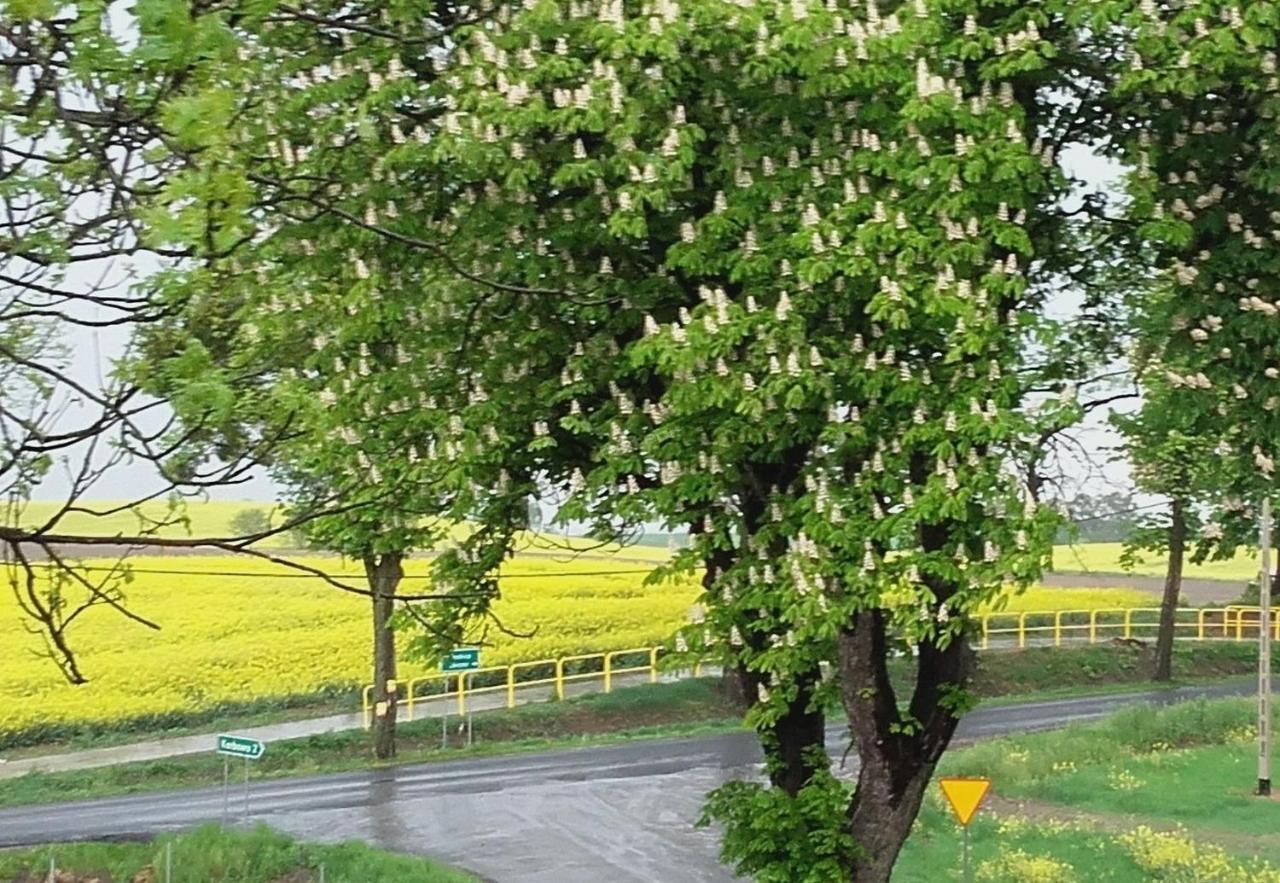 Noclegi Zdzislaw Sieradzki Zbiczno 외부 사진